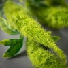 Sullivans Artificial 39" Green Amaranthus Spray - 2 of 2