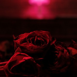 The Paper Kites - Roses (Vinyl) - 1 of 1