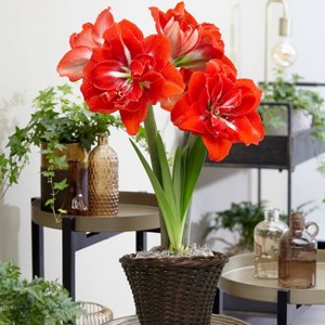 Van Zyverden Amaryllis Red Happy Nymph Flower Bulb with 6.5" Rattan Basket - 1 of 4