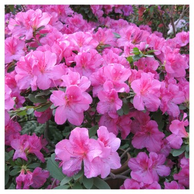 Floramore Azalea 'Lavender' 1pc - National Plant Network - U.S.D.A. Hardiness Zones 7 - 9