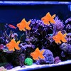 Unique Bargains Aquarium Fish Tank Glowing Animal Decoration Artificial Golden Fish Ornament Orange 1 Pcs - 2 of 4
