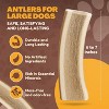WhiteTail Naturals Split Deer Antlers – 2-Pack for Large Dogs – Long-Lasting, Natural, Odor-Free & USA Sourced - 3 of 4