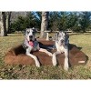 Big Barker 7" Orthopedic Dog Bed - Sofa Edition - 3 of 4