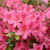 2.25gal Rosa Azalea Plant with Pink Blooms - National Plant Network: Perennial Shrub for Partial Shade - 4 of 4