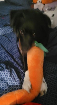 Zippypaws Burrow Bunny 'n Carrot Dog Toy : Target