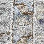 cream, lavender, olive, sage, paleblue