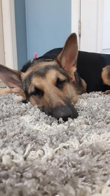 Guest review image 2 of 3, zoom in