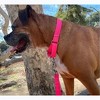 Country Brook Design Martingale Heavyduty Nylon Dog Collar - 3 of 4