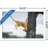 Trends International The Comedy Wildlife Photography Awards: Jennifer Hadley - Not So Cat Like Framed Wall Poster Prints - 3 of 4