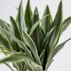 Savvy Blue - Good Little Garden™ - 4 of 4