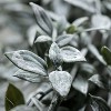 Sullivans Artificial Dusty Green Leaf Garland 66"L Green - 2 of 2
