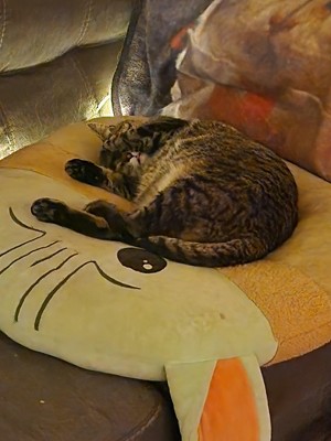 Guest review image 2 of 4, zoom in