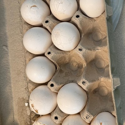 Guest review image 1 of 1, zoom in