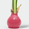 Waxed Amaryllis Rosewood Pink - Good Little Garden™ - 3 of 3