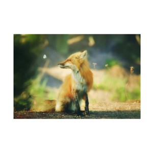 Trademark Fine Art - Carrie Ann GrippoPike Fox and Friend Canvas Art - 1 of 4