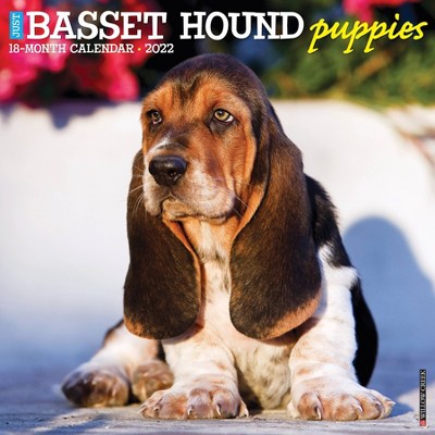 2022 Wall Calendar Just Basset Hound Puppies - Willow Creek Press