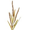 Seeded Plume Spray – Set of 12 – 25.5"H Holiday & Christmas Decor – Green & Brown – By Melrose - 3 of 3