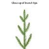 Puleo 2' Pre-Lit Artificial Green Potted Arctic Fir Tree - 3 of 4