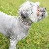 Country Brook Petz HossFit Jr Wide Martingale Dog Collar - Country and Western Collection - 2 of 4