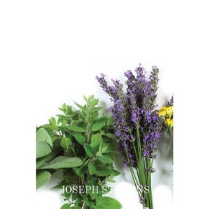 Alternative Medicines - Large Print by  Joseph P Stevens (Paperback) - 1 of 1