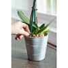 Miracle-Gro Orchid Plant Food Spikes 30-10-10 Fertilizer (10 spikes per pack) - 3 of 3