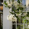 Lirago 4 Pack Metal Garden Trellis Rustproof Climbing Plant Support for Outdoor Flowers Vines Vegetables White Powder Coated 71"H x 19.7"W x 1"D - 4 of 4