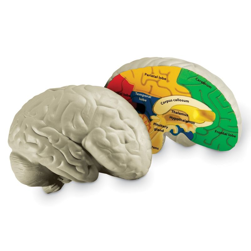 Learning Resources Cross-Section Brain Model, 5" Long, Ages 7+, 5 of 7