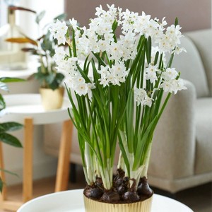 Van Zyverden 8ct Bulbs Narcissus Paperwhite Kit Ziva with Iron Brass Textured Finish Large Bulb Planter - 1 of 4