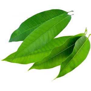 Rani Brand Authentic Indian Foods | Fresh Leaves - 1 of 1
