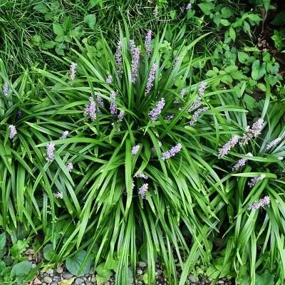 Big Blue Liriope Plant with Purple Blooms, 6-Piece Set