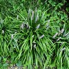 National Plant Network Live Outdoor 4" Blue Liriope Plants - 6ct - 4 of 4