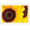 HomeRoots Sunflower Portrait White Framed Print Wall Art - 4 of 4