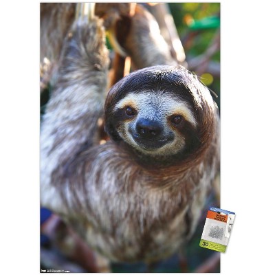 Trends International Sloth - Smile Unframed Wall Poster Prints