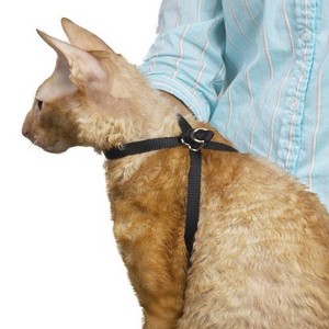 Top Performance Adj Nylon Groom Cat Harness 40In - 1 of 1