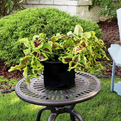 Black Polypropylene Fabric 10-Gallon Garden Grow Bag with Handles