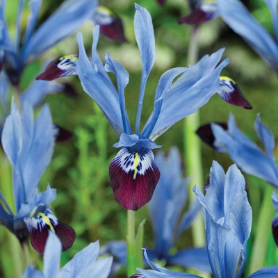 Set of 25 Dwarf Iris Halkis Bulbs - Van Zyverden