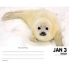 Willow Creek Press Baby Animals 2025 Box Calendar: Daily Desktop, 5x6", All Ages, Blue, Paper, January-December - 3 of 4