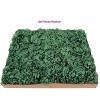 Floral Home 5" Stem Long Emerald Carnation Pick - 100-Piece - 4 of 4