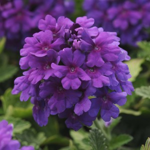 National Plant Network Live Outdoor Dark Purple EnduraScape Verbena Plant - 1ct 2.5qt - 1 of 4