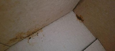 Guest review image 1 of 3, zoom in