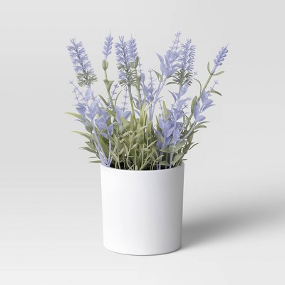 Lavender Plant - Threshold™