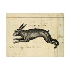 Trademark Fine Art -Marcee Duggar 'The Hare' Canvas Art - 1 of 4