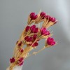Alilang Decorative Dried Flower Stems for Home Decoration and Floral Arrangements, 15.5 Inches - 3 of 3