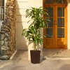 5-6ft UV & Sunproof Artificial Dracaena Tree for Indoor/Outdoor - Faux Silk Plant in Tall Planter, Tall Faux Tree for Home & Garden Decor - 4 of 4