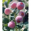 Pink Cosmo Blueberries - 4.4oz - 2 of 2