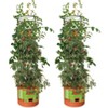 Hydrofarm GCTB Tomato Barrel Pot Garden Planting 4 Foot Trellis System (2 Pack) - 4 of 4
