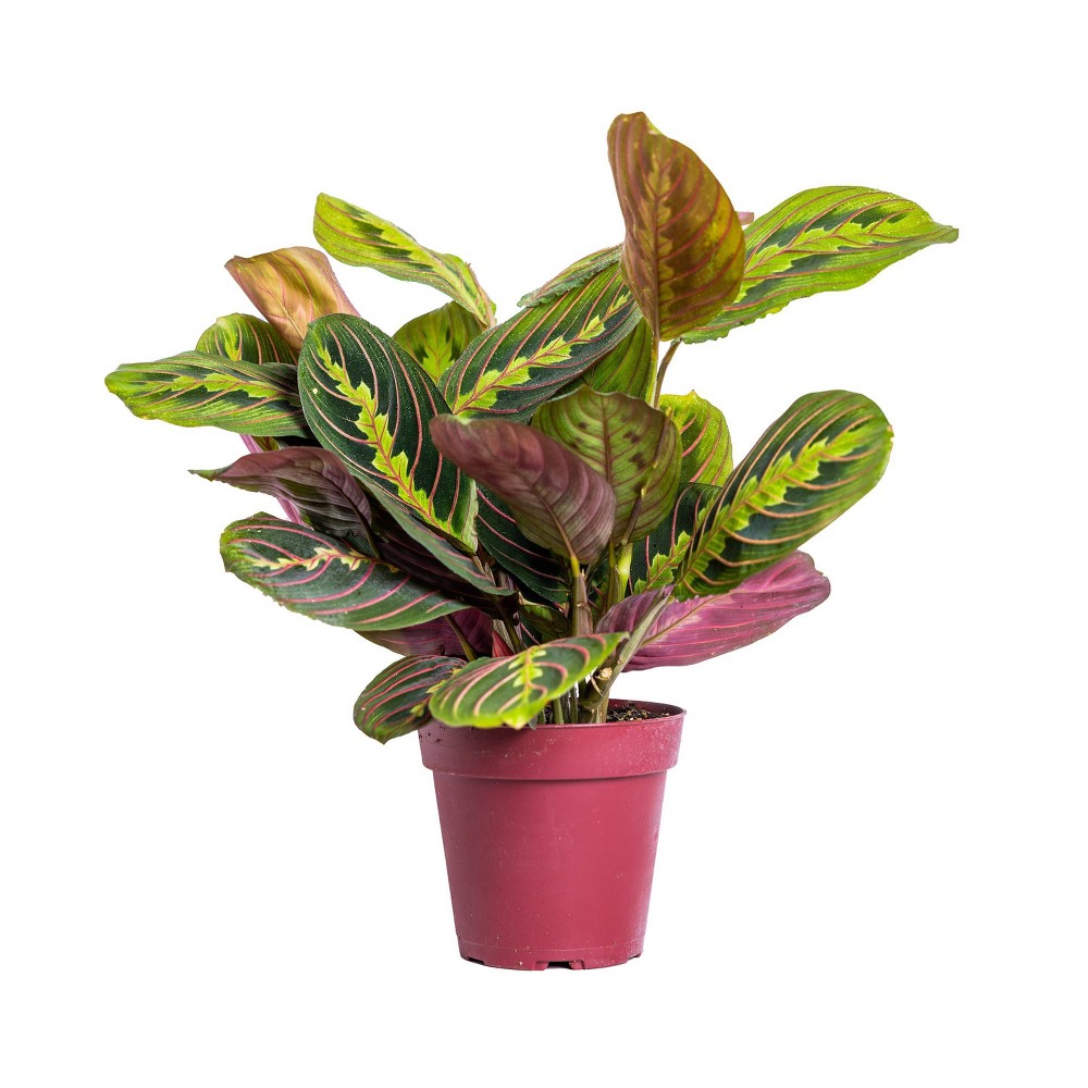 Live 4 Red Maranta Houseplant in