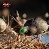 Avian X AXP Full Body Mallards Fusion Pack of 6 Decoys Includes Slot Bag and Field Stakes - 2 of 2