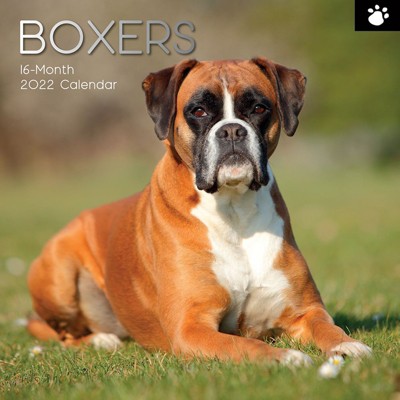 The Gifted Stationery Boxer 2021 - 2022 Dog Monthly Wall Calendar, 16 Month, Animals Pet Theme with Reminder Stickers, 12 x 12 in
