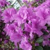 2.25gal Elsie Lee Azalea Plant with Purple Blooms - National Plant Network: Everblooming, Live Flowering Shrub - 2 of 4